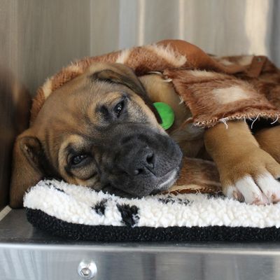 Animal name - animal breed