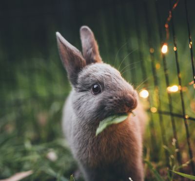 Animal name - animal breed